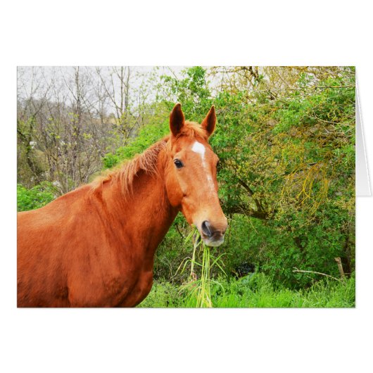 A horse called Orion (Front Horizontal)