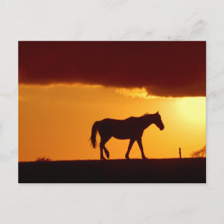 A horse in the sunset postcard