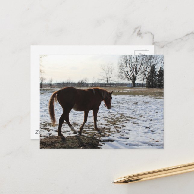A Horse in Winter Postcard (Front/Back In Situ)