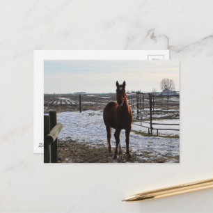 A Horse in Winter With Snow Postcard