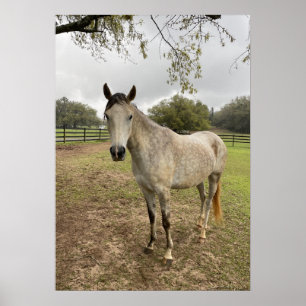 A horse near a pasture poster