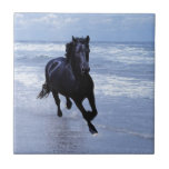 A Horse Wild And Free Ceramic Tile at Zazzle