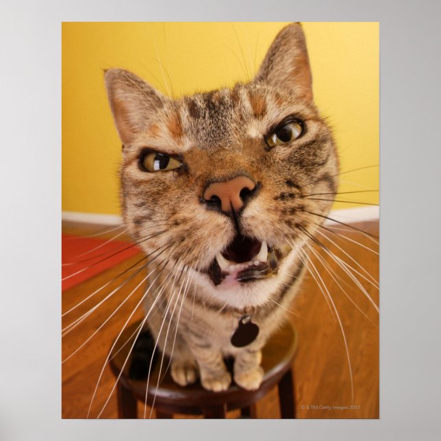 A humorous little cat sits on a stool in a poster (Front)