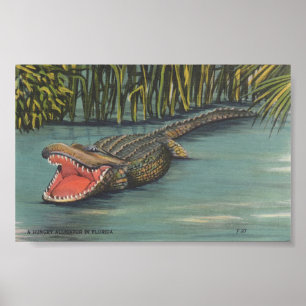 A Hungry Alligator in Florida Poster