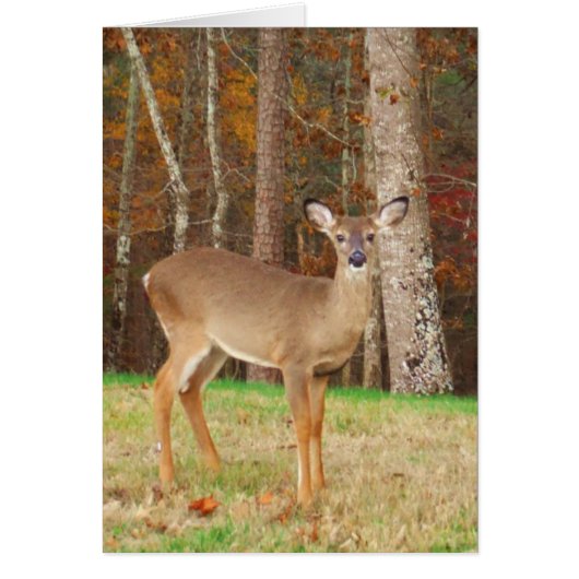 A Hunter's Dream Deer Cards (Front)