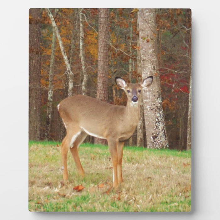 A Hunter's Dream Deer Display Plaque