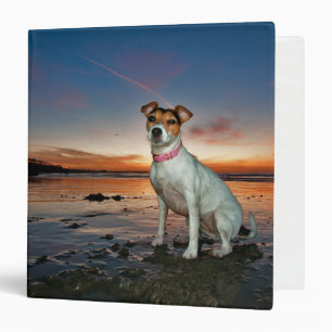 A Jack Russell Sitting Beach Brighton Beach 3 Ring Binder