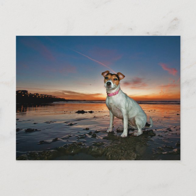 A Jack Russell Sitting Beach | Brighton Beach Postcard (Front)