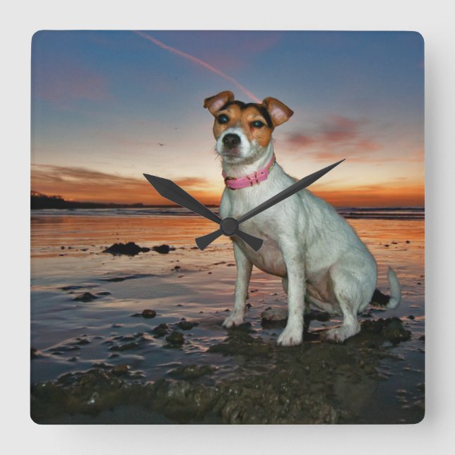 A Jack Russell Sitting Beach | Brighton Beach Square Wall Clock (Front)