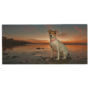 A Jack Russell Sitting Beach Brighton Beach Wood Flash Drive