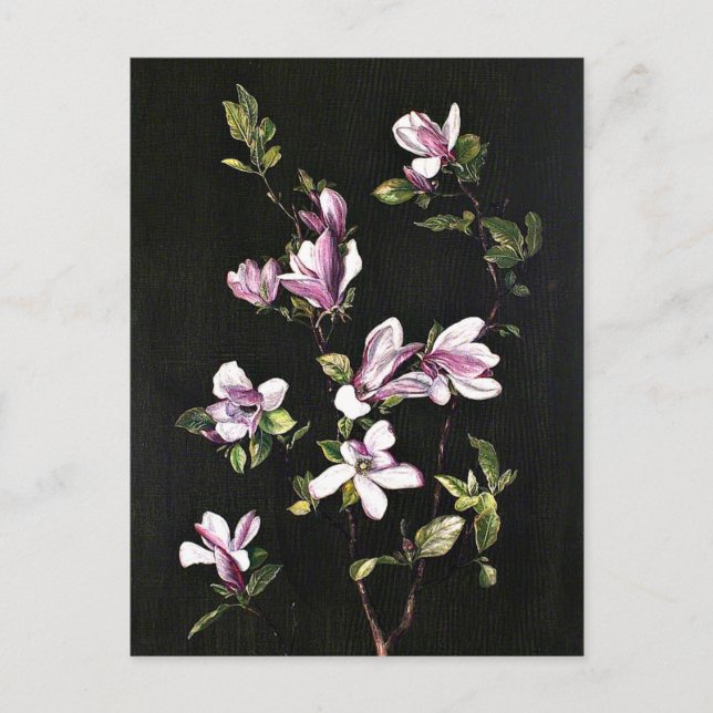 A Japanese Magnolia, painting by Marianne North, Postcard (Front)