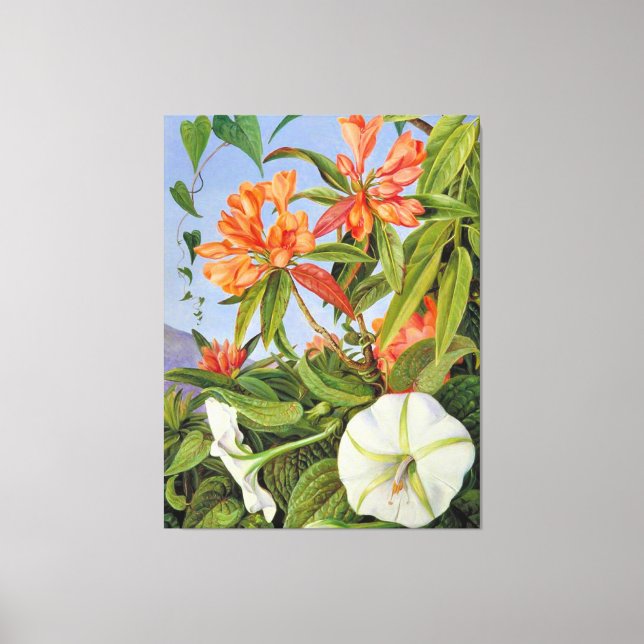 A Javan Rhododendrum and Ipomoea Canvas Print (Front)