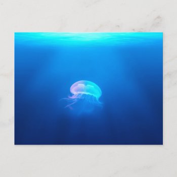 A Jellyfish Postcard by PhotoShots at Zazzle