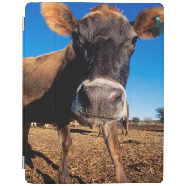 A Jersey cow being inquisitive iPad Air Cover (Front)
