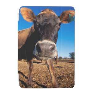 A Jersey cow being inquisitive iPad Mini Cover