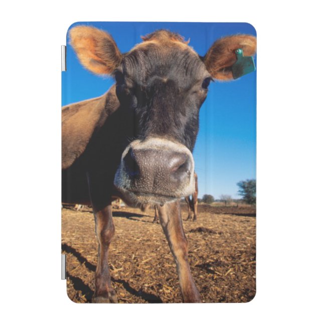 A Jersey cow being inquisitive iPad Mini Cover (Front)