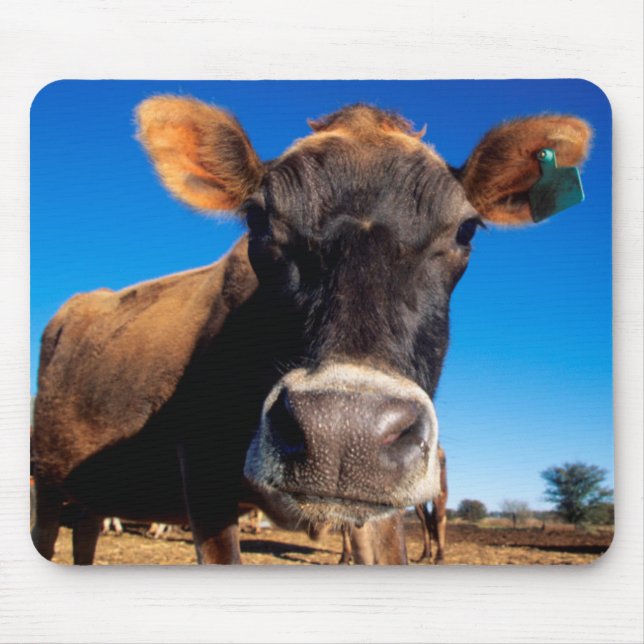 A Jersey cow being inquisitive Mouse Pad (Front)