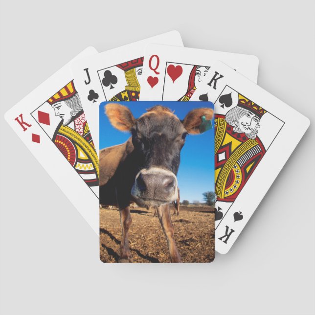 A Jersey cow being inquisitive Poker Cards (Back)