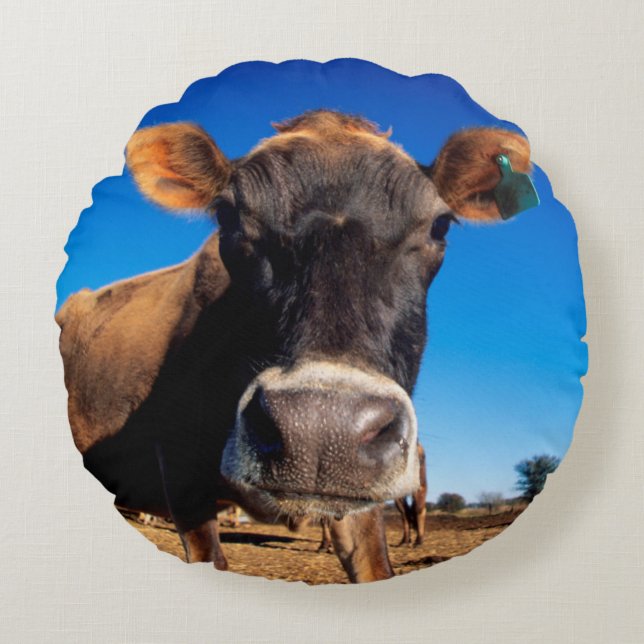 A Jersey cow being inquisitive Round Pillow (Front)