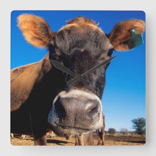 A Jersey cow being inquisitive Square Wall Clock