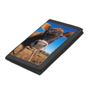 A Jersey cow being inquisitive Trifold Wallet