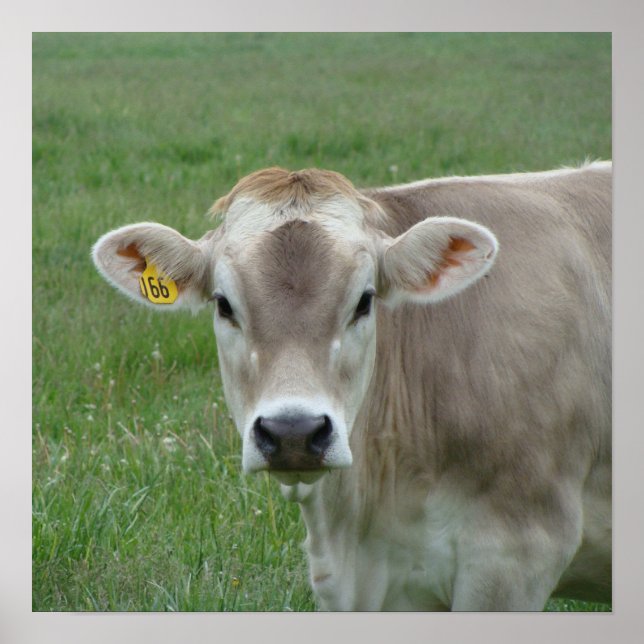 A Jersey Cow Poster (Front)