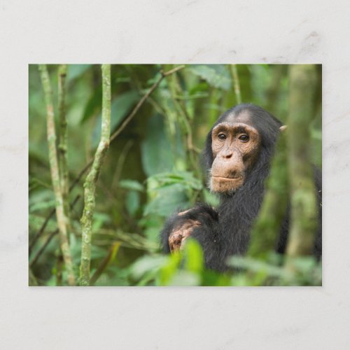 A Juvenile Chimpanzee Postcard