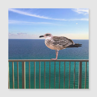 A juvenile large white-headed gull