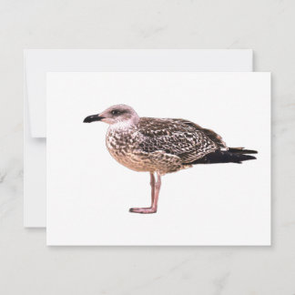 A juvenile large white-headed gull RSVP card