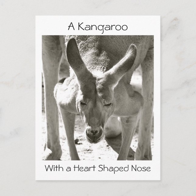 A Kangaroo With a Heart Shaped Nose Postcard (Front)