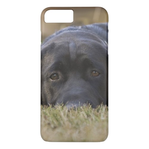 A Labrador Retriever puppy iPhone 8 Plus7 Plus Case