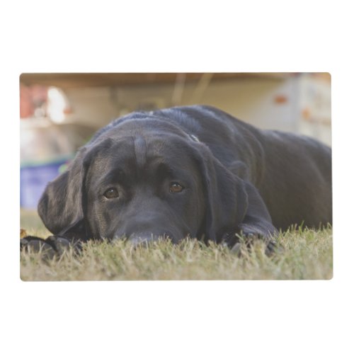 A Labrador Retriever puppy Placemat