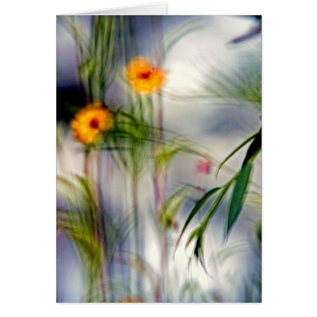 A Lack of Focus-Flowers Cards (Front)