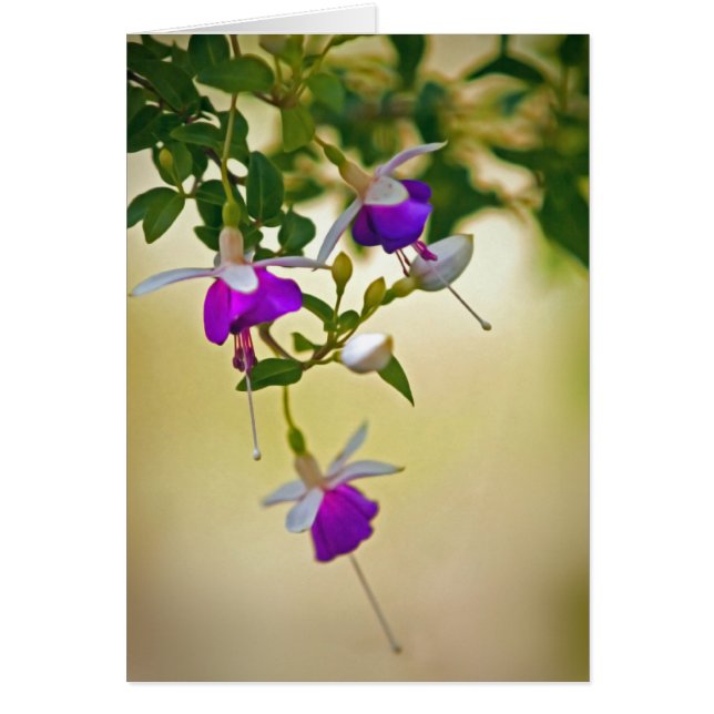 A Lack Of Focus-Fuchsia Cards (Front)