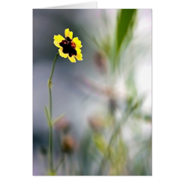 A Lack of Focus-Single Blossom Cards (Front)