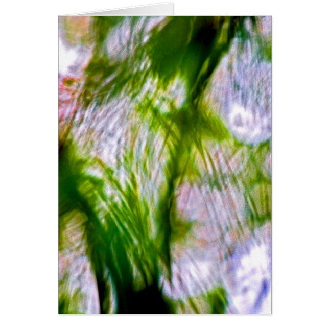 A Lack of Focus-Willow Cards (Front)