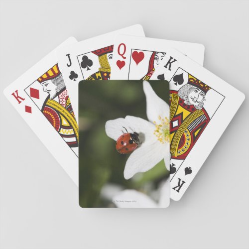 A ladybird on a wood anemone Stockholm Sweden Poker Cards