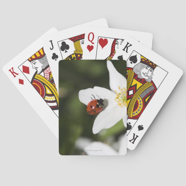 A ladybird on a wood anemone Stockholm Sweden Poker Cards (Back)