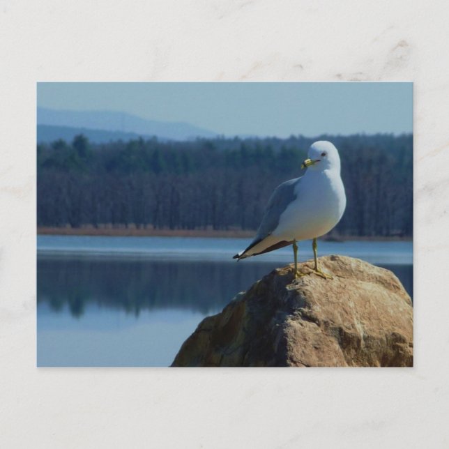A Lake Champlain Sea Gull Postcard (Front)
