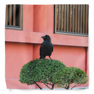 A Large-Billed Jungle Crow A Perch On A Cloud Tree Bandana