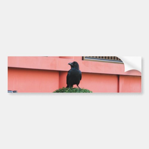 A Large_Billed Jungle Crow A Perch On A Cloud Tree Bumper Sticker