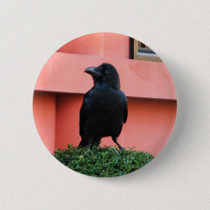 A Large-Billed Jungle Crow A Perch On A Cloud Tree Button