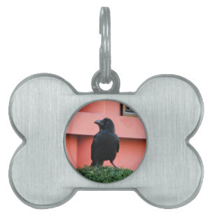 A Large-Billed Jungle Crow A Perch On A Cloud Tree Pet ID Tag