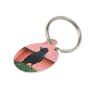 A Large-Billed Jungle Crow A Perch On A Cloud Tree Pet ID Tag