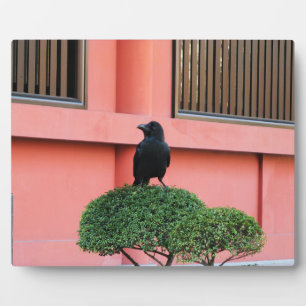 A Large-Billed Jungle Crow A Perch On A Cloud Tree Plaque