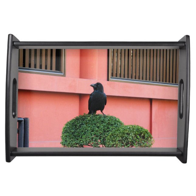 A Large-Billed Jungle Crow A Perch On A Cloud Tree Serving Tray (Front)