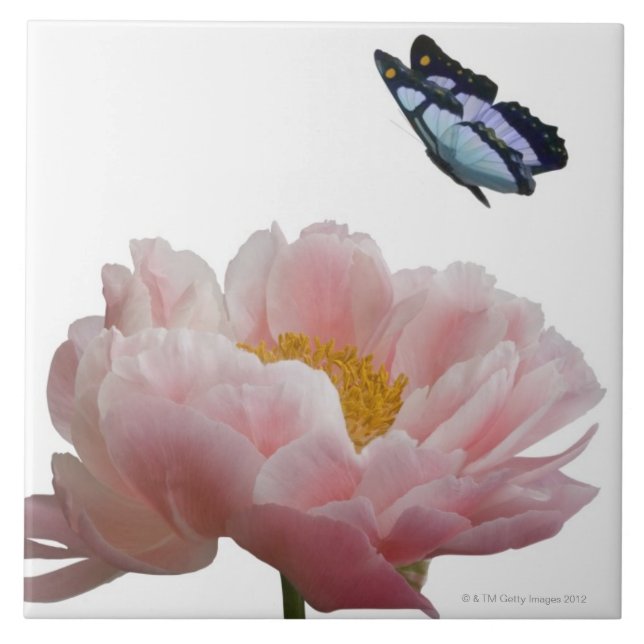 a large pink peony is visited by a ethereal ceramic tile (Front)
