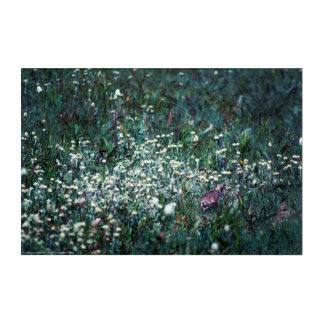 A Lark in a Meadow Acrylic Print