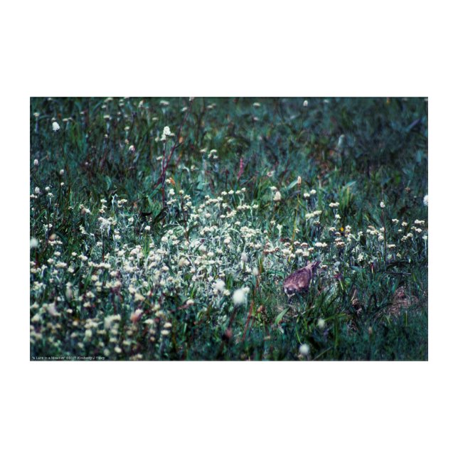 A Lark in a Meadow Acrylic Print (Front)