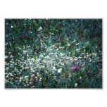 A Lark In A Meadow Photo Print at Zazzle